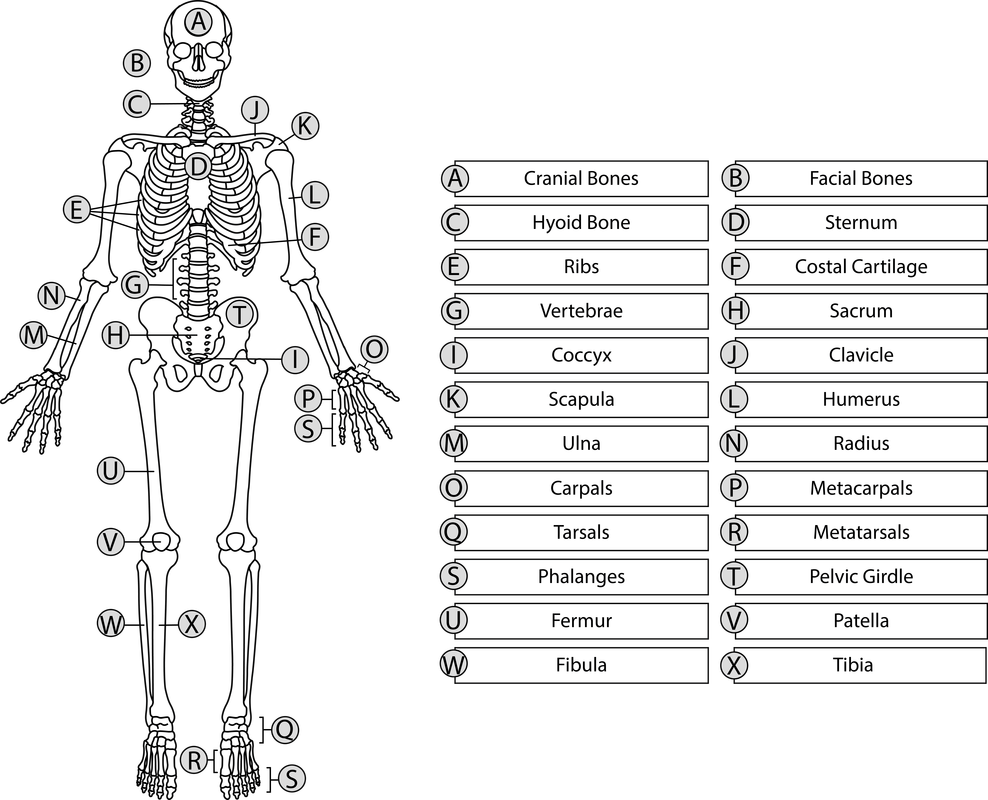 Skeletal System Anatomy