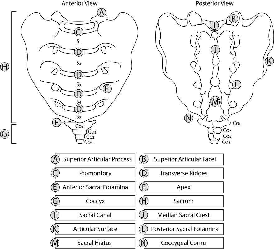 Vertebral Column Anatomy